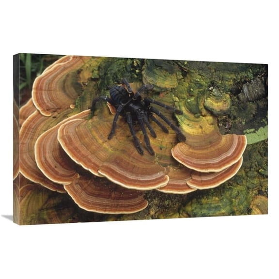 24 x 36 in. Tarantula Large Female Wandering Over Bracket Fungus, North Sulawesi, Indonesia Art Print - Mark Jones