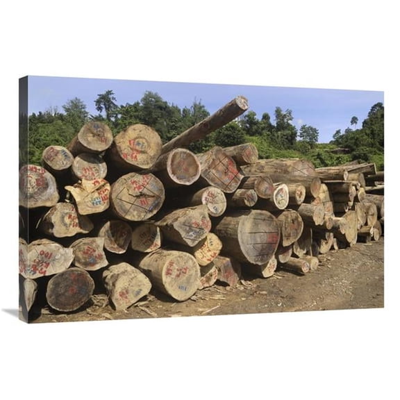 24 x 36 in. Timber At A Logging Area, Danum Valley Conservation Area, Borneo, Malaysia Art Print - Thomas Marent