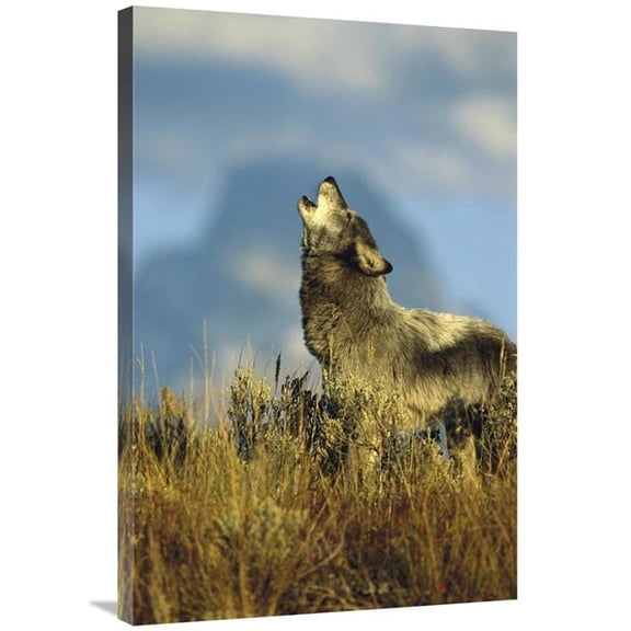 24 x 36 in. Timber Wolf Adult Howling, Teton Valley, Idaho Art Print - Tom Vezo