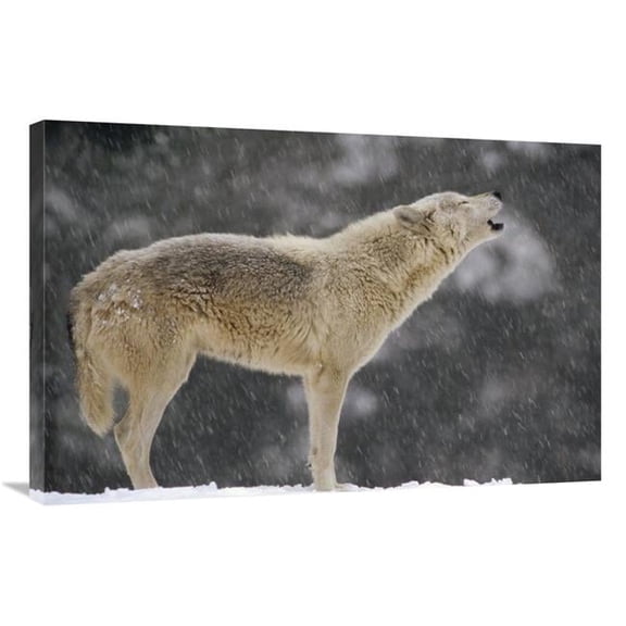 24 x 36 in. Timber Wolf Female Howling, North America Art Print - Gerry Ellis