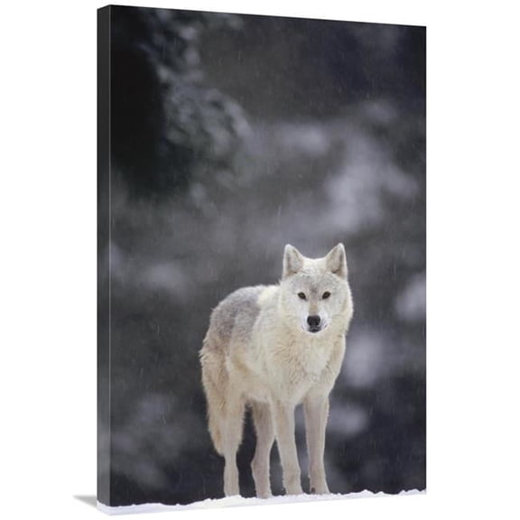 24 x 36 in. Timber Wolf Female in Falling Snow, North America Art Print - Gerry Ellis