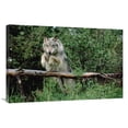 thumbnail image 1 of 24 x 36 in. Timber Wolf Leaping Over Fallen Log, North America Art Print - Tim Fitzharris, 1 of 1