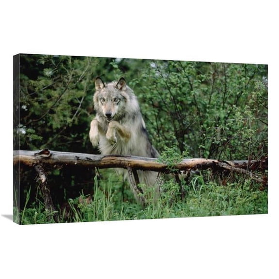 24 x 36 in. Timber Wolf Leaping Over Fallen Log, North America Art Print - Tim Fitzharris