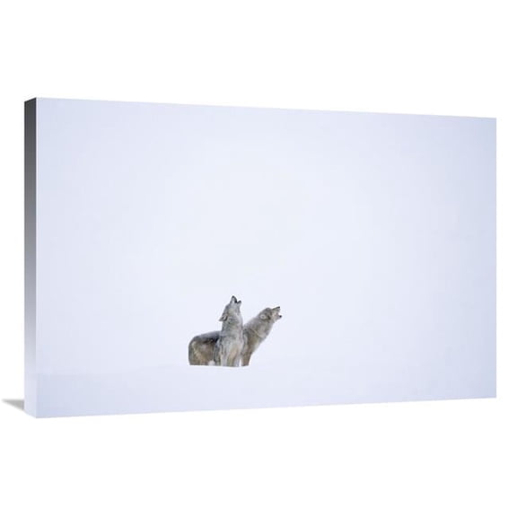 24 x 36 in. Timber Wolf Pair Howling in Snow, North America Art Print - Tim Fitzharris