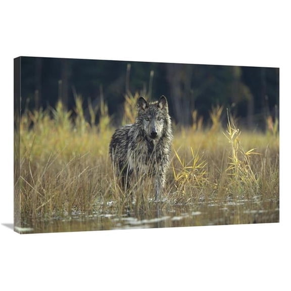 24 x 36 in. Timber Wolf Pauses While Walking Through Lake, Montana Art Print - Tim Fitzharris