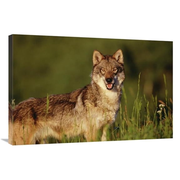 24 x 36 in. Timber Wolf Portrait, North America Art Print - Tim Fitzharris