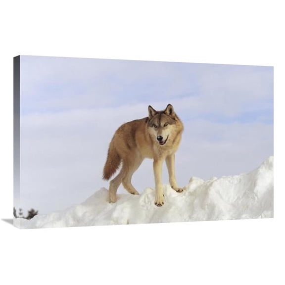 24 x 36 in. Timber Wolf Standing At the Top of A Snow Bank, Montana Art Print - Tim Fitzharris