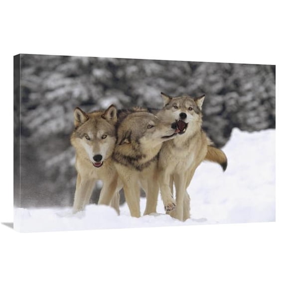24 x 36 in. Timber Wolf Trio Playing in Snow, Montana Art Print - Tim Fitzharris