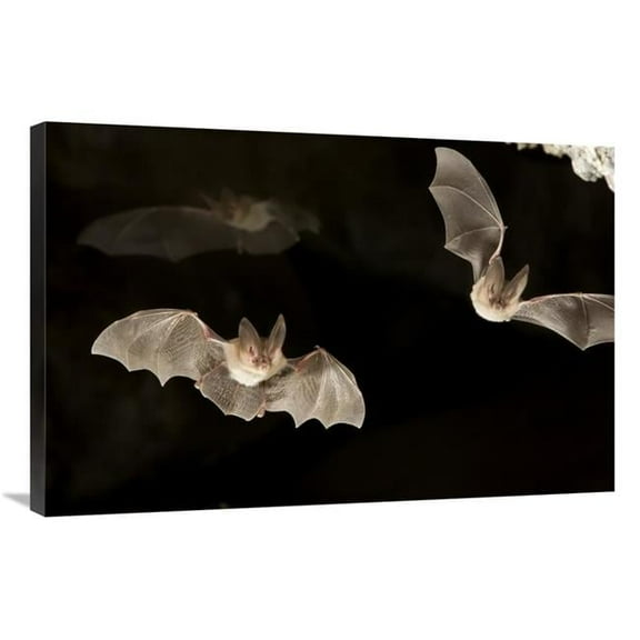 24 x 36 in. Townsends Big-Eared Bats, Derrick Cave Complex, Central Oregon Art Print - Michael Durham