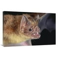 thumbnail image 1 of 24 x 36 in. Vampire Bat Portrait, Costa Rica Art Print - Michael & Patricia Fogden, 1 of 1