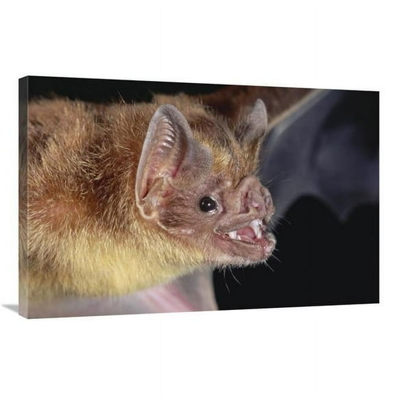 24 x 36 in. Vampire Bat Portrait, Costa Rica Art Print - Michael & Patricia Fogden