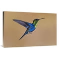 thumbnail image 1 of 24 x 36 in. Violet-Crowned Woodnymph Hummingbird Male Flying, Costa Rica Art Print - Steve Gettle, 1 of 1