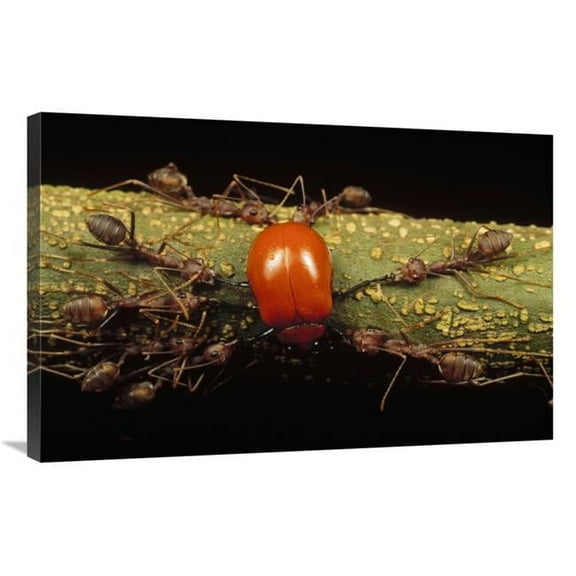 24 x 36 in. Weaver Ant Group Killing Leaf Beetle, Gombak, Malaysia Art Print - Mark Moffett