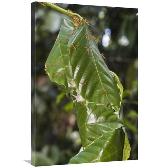 24 x 36 in. Weaver Ant Nest in Rainforest, Havelock Island, India Art Print - Konrad Wothe