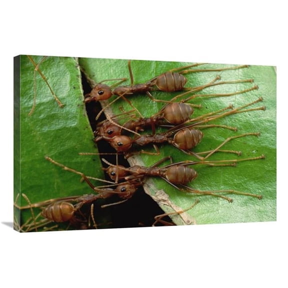24 x 36 in. Weaver Ants Group Hold Adjacent Leaf & Stem with Mandibles & Toes, Malaysia Art Print - Mark Moffett