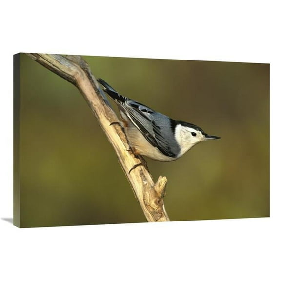 24 x 36 in. White-Breasted Nuthatch, Long Island, New York Art Print - Tom Vezo