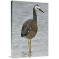 thumbnail image 1 of 24 x 36 in. White-Faced Heron Wading, Porirua, New Zealand Art Print - Mark Hughes, 1 of 1