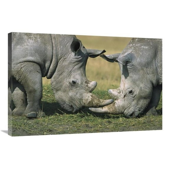 24 x 36 in. White Rhinoceros Close-Up of Two Fighting, Kenya Art Print - Martin Withers
