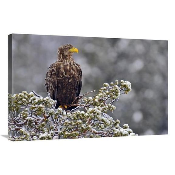 24 x 36 in. White-Tailed Eagle, Lauvsnes, Norway Art Print - Willi Rolfes