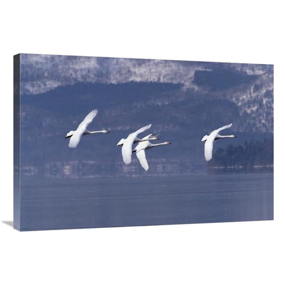 24 x 36 in. Whooper Swan Group Flying Over Lake, Kussharo-Ko, Hokkaido, Japan Art Print - Konrad Wothe