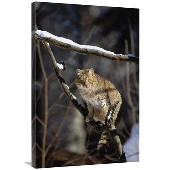 24 x 36 in. Wild Cat on Tree Branch, Germany Art Print - Konrad Wothe