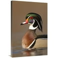 thumbnail image 1 of 24 x 36 in. Wood Duck Male in Breeding Plumage, Lapeer State Game Area, Michigan Art Print - Steve Gettle, 1 of 1