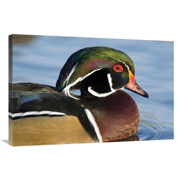 24 x 36 in. Wood Duck Male in Breeding Plumage, North Chagrin Reservation, Ohio Art Print - Steve Gettle