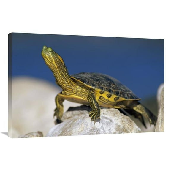 24 x 36 in. Yellow-Bellied Slider Turtle, Portrait, on Rock, North America Art Print - Tim Fitzharris