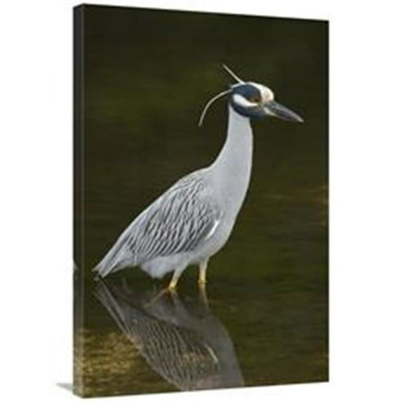 24 x 36 in. Yellow-Crowned Night Heron, J. N. Ding Darling National Wildlife Refuge, Florida Art Print - Steve Gettle
