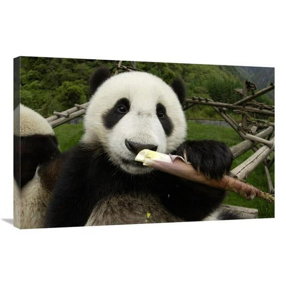 24 x 36 in. Young Panda Learning to Eat Bamboo, Wolong Nature Reserve, China Art Print - Katherine Feng