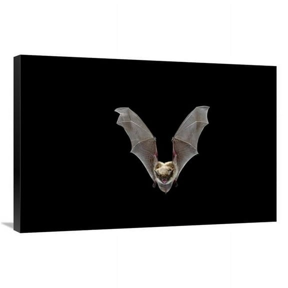 24 x 36 in. Yuma Myotis Bat, Female Flying, Drake Creek, Lake County, Oregon Art Print - Michael Durham