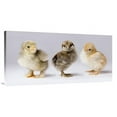 thumbnail image 1 of 24 x 48 in. Domestic Chicken Chicks Showing Genetic Variation Used to Bring Out Traits That Help Poultry Producers Art Print - Michael Durham, 1 of 1