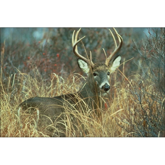24"x36" Gallery Poster, Adult white tailed deer buck