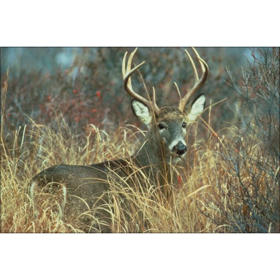 24"x36" Gallery Poster, Adult white tailed deer buck