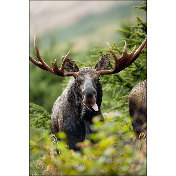24"x36" Gallery Poster, Close up shot of bull moose