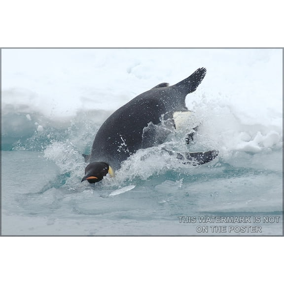 24"x36" Gallery Poster, Emperor Penguin dives into the water somewhere in Antarctica