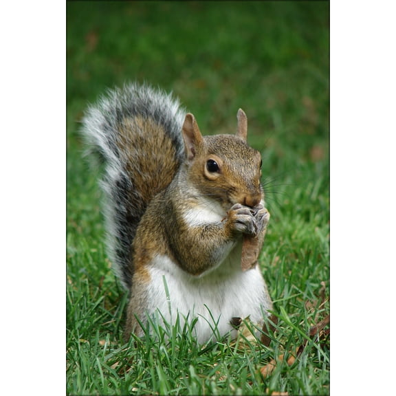 24"x36" Gallery Poster, Gray squirrel Sciurus carolinensis in Boston Public Garden September 2010