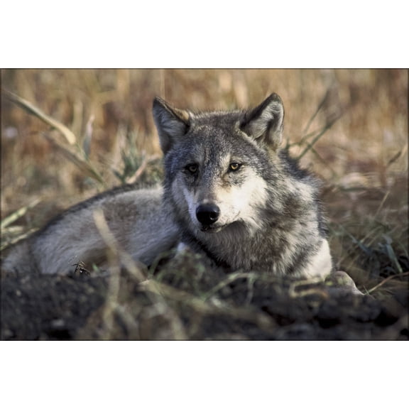 24"x36" Gallery Poster, Gray wolf p2
