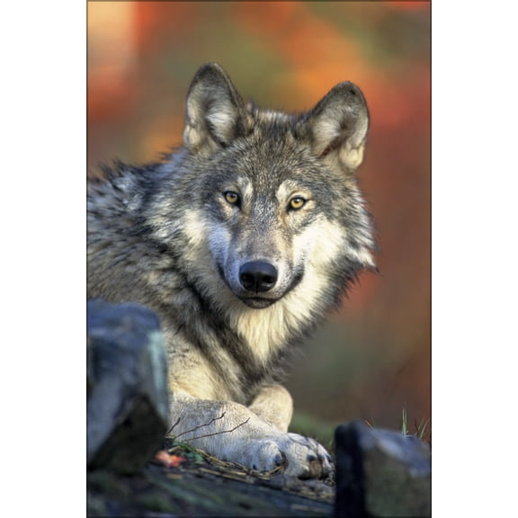 24"x36" Gallery Poster, Gray wolf