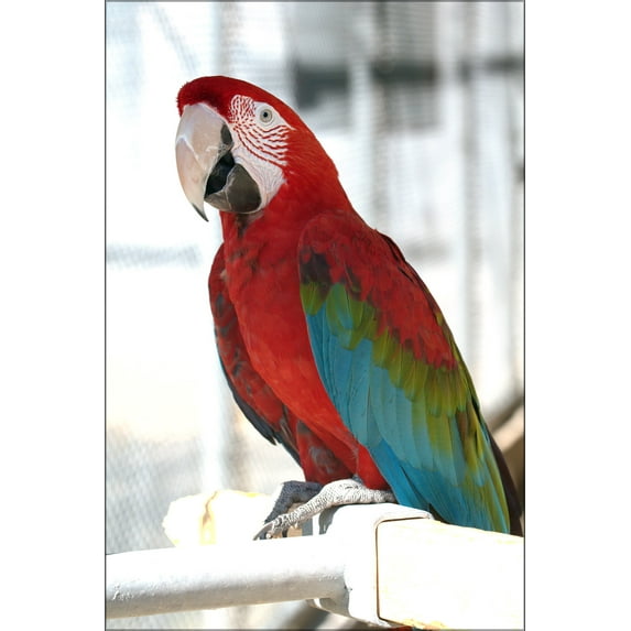 24"x36" Gallery Poster, Green winged macaw at Cougar Mountain Zoological Park