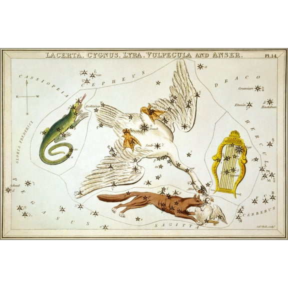 24"x36" Gallery Poster, Lacerta Cygnus Lyra Vulpecula Anser constellation star map 1825
