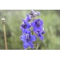 thumbnail image 1 of 24"x36" Gallery Poster, Low Larkspur flowers in Grand Teton National Park, 1 of 1