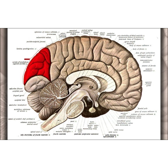 24"x36" Gallery Poster, Medial surface of left cerebral hemisphere of the brain
