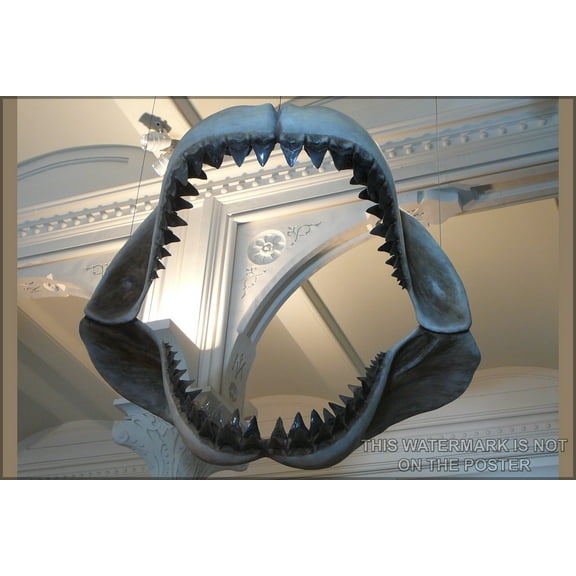 24"x36" Gallery Poster, Megalodon shark jaws museum of natural history
