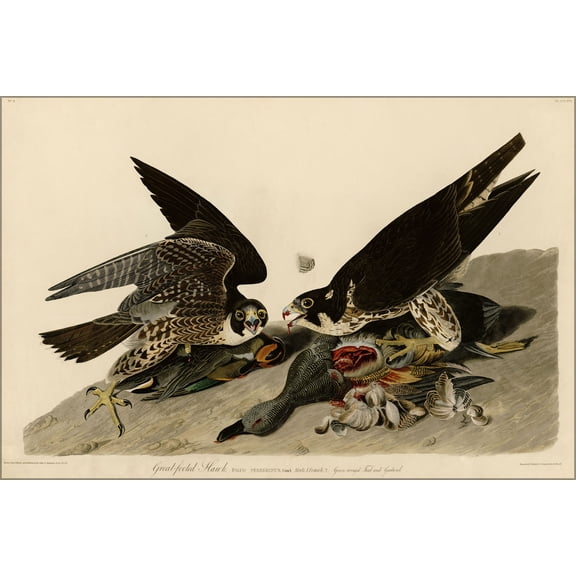 24"x36" Gallery Poster, Plate 16 of Birds of America by John James Audubon depicting Great-footed Hawk