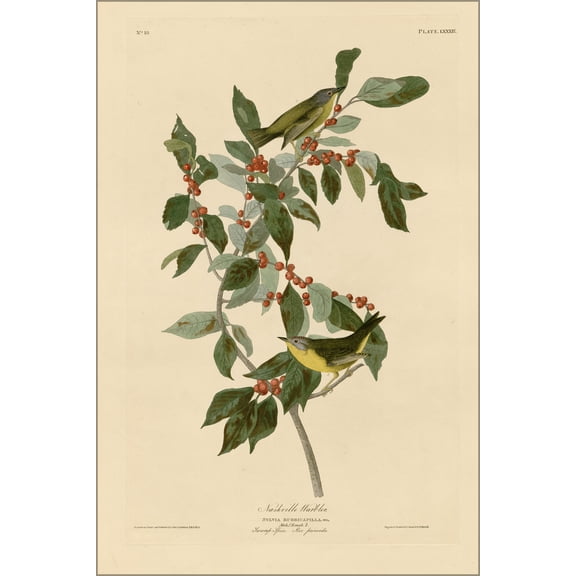 24"x36" Gallery Poster, Plate 89 of Birds of America by John James Audubon depicting Nashville Warbler 1827-1838