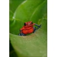 thumbnail image 1 of 24"x36" Gallery Poster, Poster frog, 1 of 1
