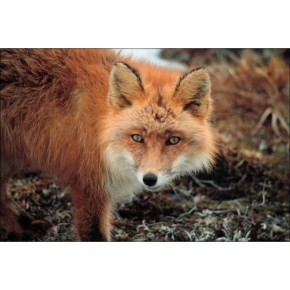 24"x36" Gallery Poster, Red Fox at Cape Newenham, Alaska, United States