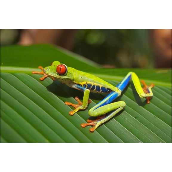 24"x36" Gallery Poster, Red-eyed Tree Frog (Agalychnis callidryas), photographed near Playa Jaco in Costa Rica