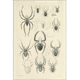 thumbnail image 1 of 24"x36" Gallery Poster, Spider diagnostic drawings by Nicholas Marcellus Hentz - Plate 12, 1 of 1